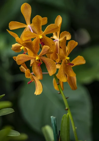 Tiro Vertical Foco Raso Das Orquídeas Amarelas Traça Phalaenopsis Blume — Fotografia de Stock