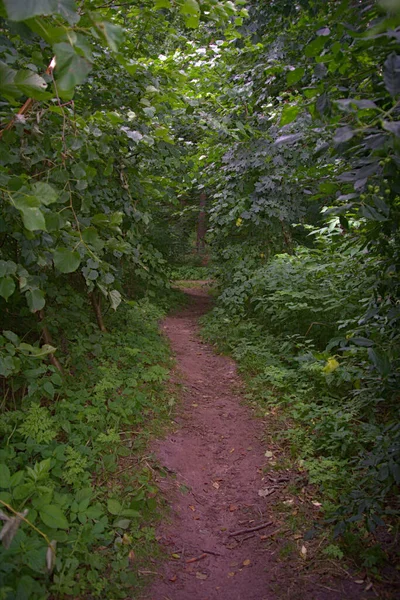 Vertikal Bild Stig Skog Perfekt Bokomslag — Stockfoto