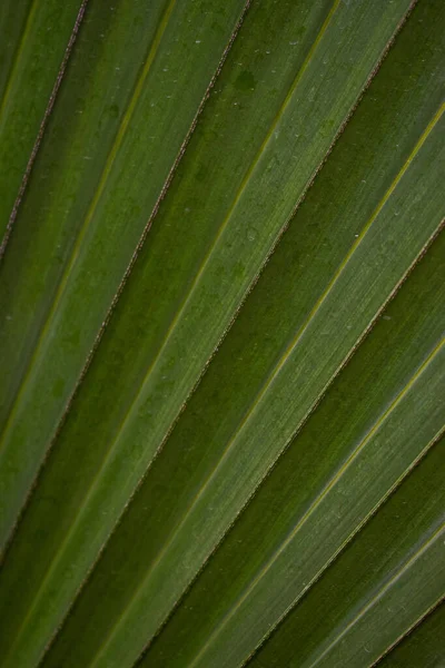 Tiro Close Bela Folha Verde Uma Planta Com Gotas Água — Fotografia de Stock