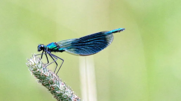 蜻蜓对植物的选择性集中攻击 — 图库照片