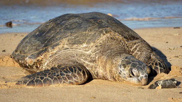 Μια Απειλούμενη Πράσινη Θαλάσσια Χελώνα Στην Παραλία Του Καουάι — Φωτογραφία Αρχείου