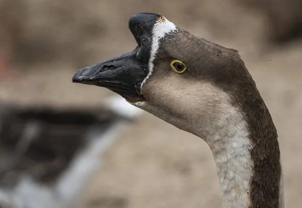A shallow focus shot of a Chinese Goose on a nice day