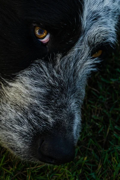 Tiro Vertical Rosto Cachorro Preto Branco — Fotografia de Stock