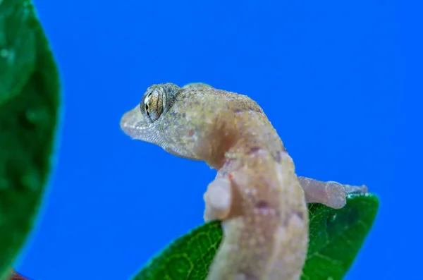 Tiro Close Uma Casa Tropical Gecko Uma Folha Verde Fundo — Fotografia de Stock