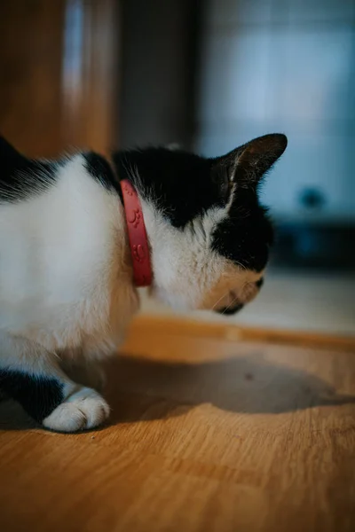 Adult Cat Red Collar Looking Something Blurred Background — Stock Photo, Image