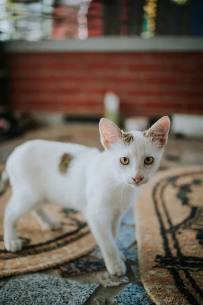 과깨진 바닥에 귀엽고 고양이 — 스톡 사진