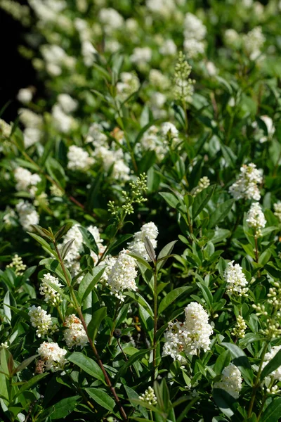 Een Dichtbij Shot Van Een Witte Bloemen Van Privet Hedge — Stockfoto
