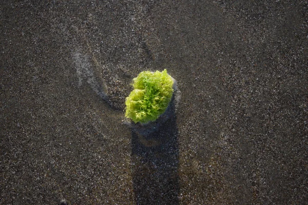 A top view of a bright green moss ball on dark beach sand