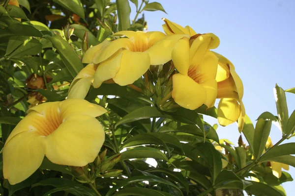 Primer Plano Hibiscos Amarillos Creciendo Jardín — Foto de Stock