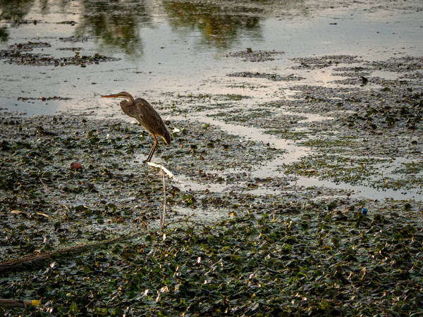 Ein Einsamer Reiher Auf Dem Sumpfland Mit Der Reflexion Von — Stockfoto