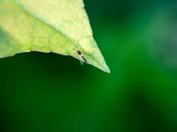 Tiny Insect Leaf Plant — Stock Photo, Image