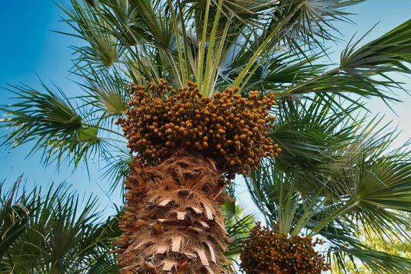 Schöne Aussicht Auf Datteln Zwischen Palmen — Stockfoto