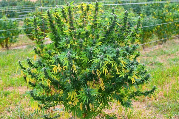 Una Inyección Horizontal Una Plantación Legal Cannabis Para Uso Terapéutico — Foto de Stock