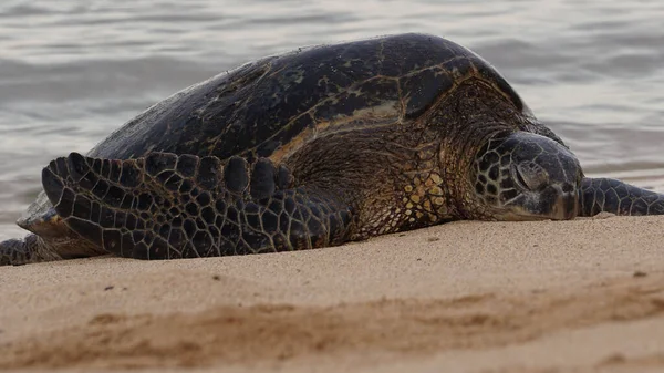 Utrotningshotad Hawaiiansk Grön Havssköldpadda Stranden Kauai — Stockfoto