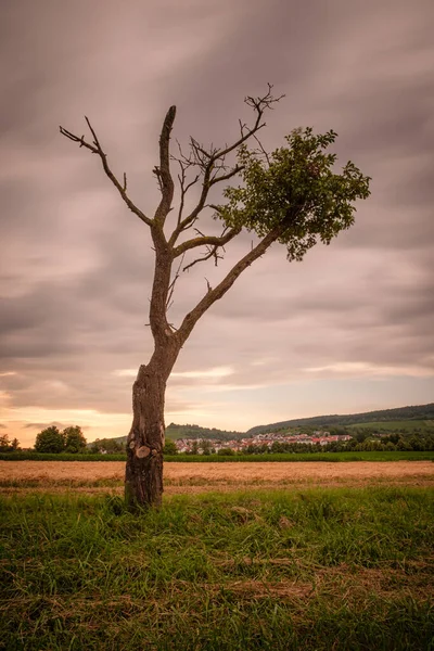 Primer Plano Viejo Árbol Frutal Ciruela Campo Con Nubes Oscuras — Foto de Stock