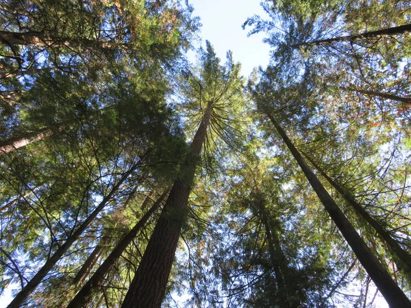 Низький Кут Пострілу Довгих Дерев Лісі Ясному Сонячному — стокове фото