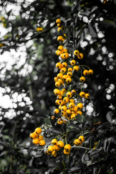 Πολλά Κίτρινα Στρογγυλά Βατόμουρα Ένα Κλαδί — Φωτογραφία Αρχείου