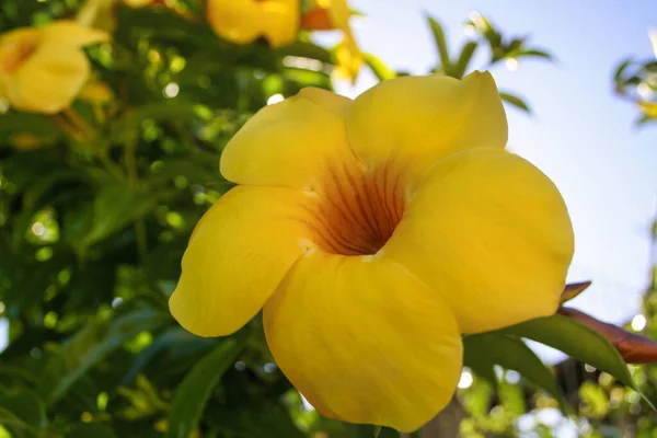 Primer Plano Hibiscos Amarillos Creciendo Jardín — Foto de Stock