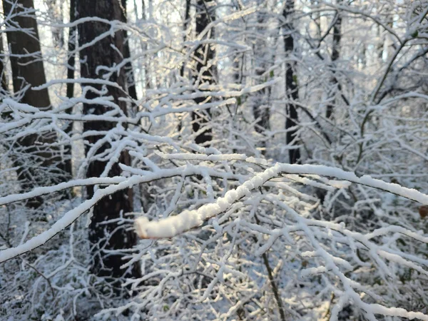 Tiro Close Dos Ramos Árvores Cobertas Neve Uma Floresta Inverno — Fotografia de Stock