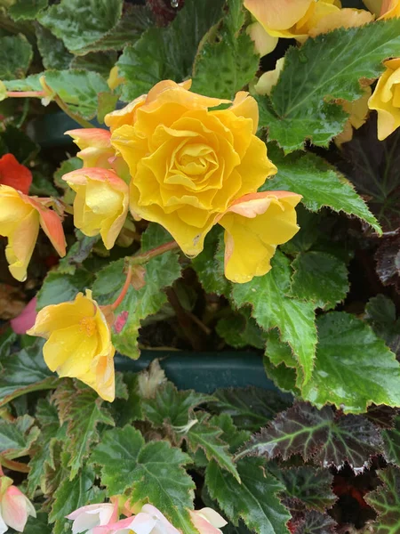 Вертикальный Снимок Красивой Желтой Розы Красивом Саду — стоковое фото