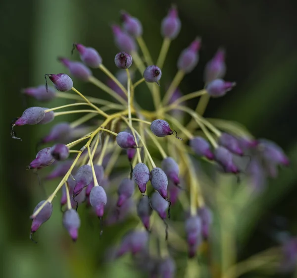 Selektivní Ostření Záběr Keeled Česneku Rostliny Allium Carinatum — Stock fotografie