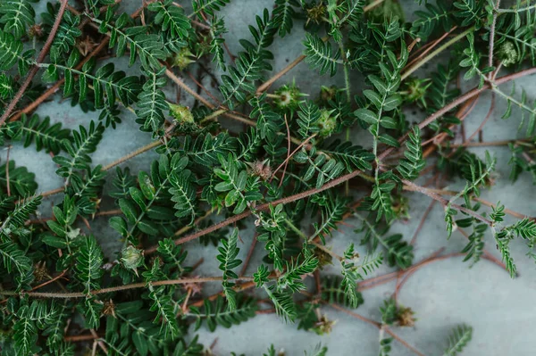 Ein Haufen Ziegenkopfpflanzenzweige Mit Grünen Blättern — Stockfoto