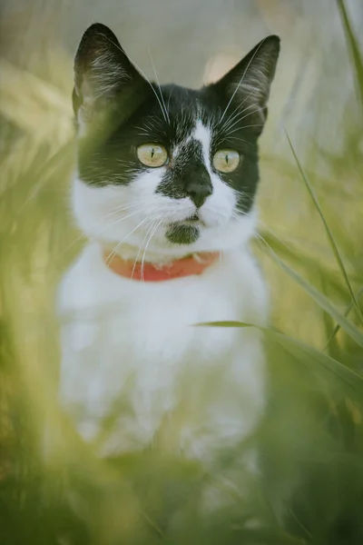 Roztomilá Černá Bílá Kočka Červeným Límečkem Trávníku — Stock fotografie