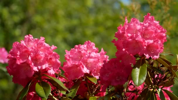 Belles Fleurs Roses Dans Jardin — Video