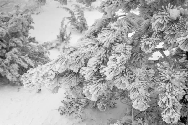 Hermoso Tiro Árboles Blancos Cubiertos Nieve Una Montaña — Foto de Stock