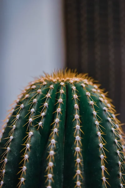 Nahaufnahme Eines Grünen Kaktus Mit Gelben Ähren Vor Verschwommenem Hintergrund — Stockfoto