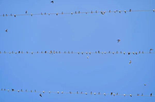 Vogels Zaten Draden Van Een Hoogspanningsleiding — Stockfoto