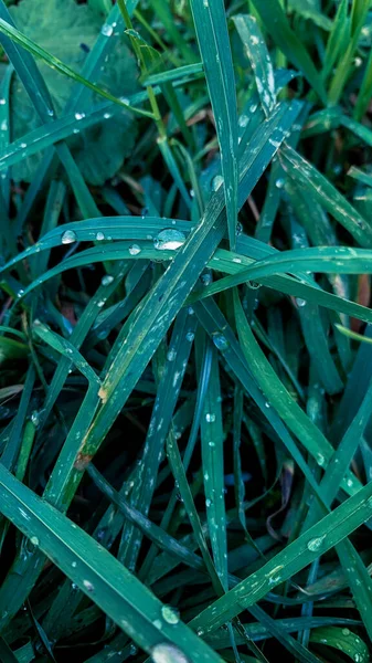 Vertical Shot Fresh Thick Grass Water Drops Growing Garden — Stock Photo, Image