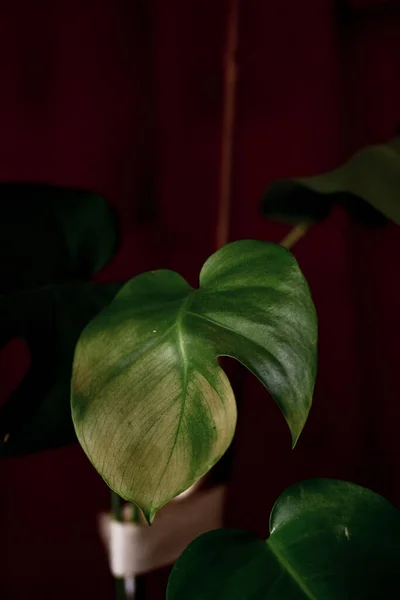 Nahaufnahme Einer Großen Blatttextur Der Monstera Deliciosa Pflanze Vor Rotem — Stockfoto