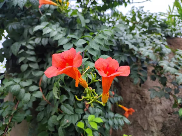 Egy Közeli Kép Narancssárga Trombita Szőlő Virágok — Stock Fotó