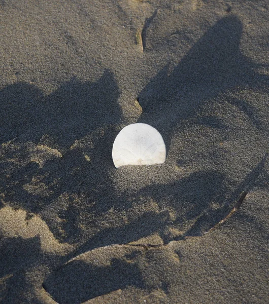 A vertical shot of a white sand dollar sticking halfway out of the beach sand with shadows around it