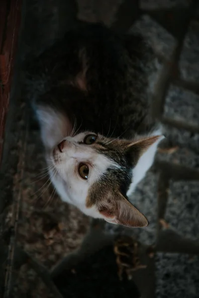 Gatinho Bonito Jovem Chão Telhas Quebradas Contra Fundo Borrado — Fotografia de Stock