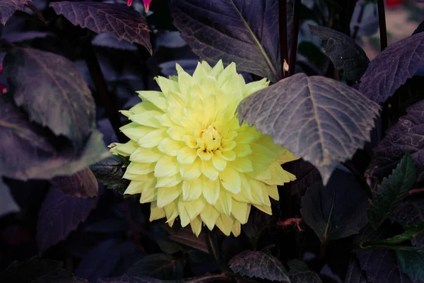 Sarı Bir Yıldız Çiçeğinin Yakın Çekimi — Stok fotoğraf