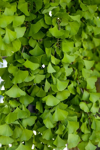 Primer Plano Ginkgo Ginkgo Biloba Hojas Árbol Que Crecen Jardín —  Fotos de Stock