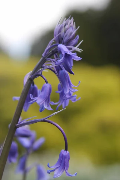 Soğuk Bir Alanda Yetişen Bluebell Çiçeklerinin Dikey Seçici Odak Noktası — Stok fotoğraf