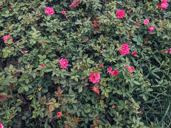 Zbliżenie Ujęcie Pięknych Kwiatów — Zdjęcie stockowe