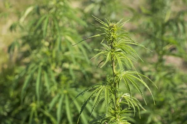 Nahaufnahme Einer Cannabispflanze Auf Einem Feld Während Des Tages — Stockfoto