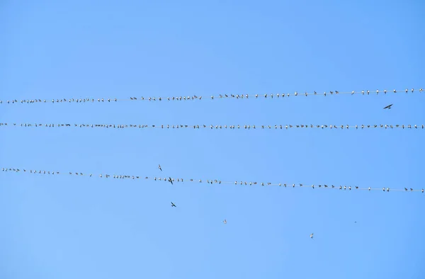 Πουλιά Σκαρφαλωμένα Στα Καλώδια Μιας Εναέριας Γραμμής Ρεύματος — Φωτογραφία Αρχείου