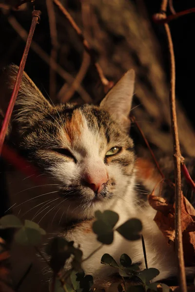 고양이의 클로즈업 — 스톡 사진