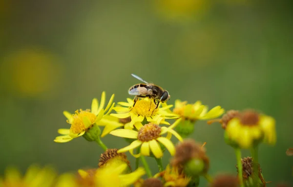 Пчела Опыляет Желтый Цветок Поле — стоковое фото