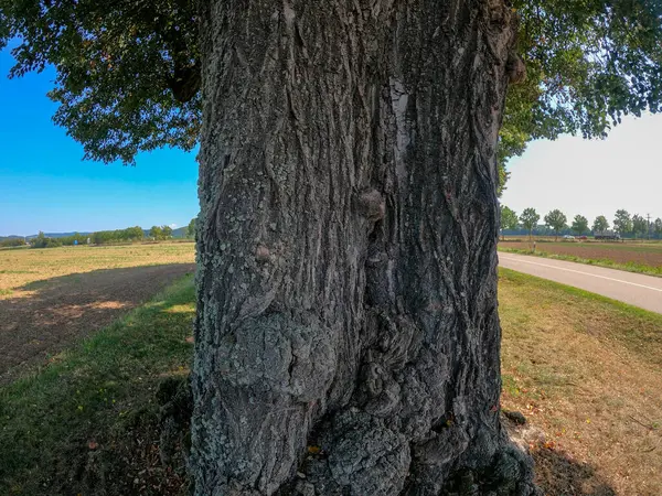 Krásný Záběr Široký Strom Jasného Slunečného Dne Pěkném Parku — Stock fotografie