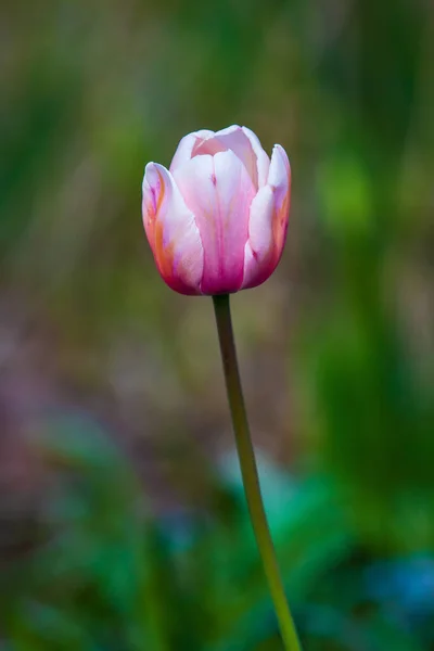 Primer Plano Tulipán Rosa Bajo Los Rayos Del Sol Sobre — Foto de Stock
