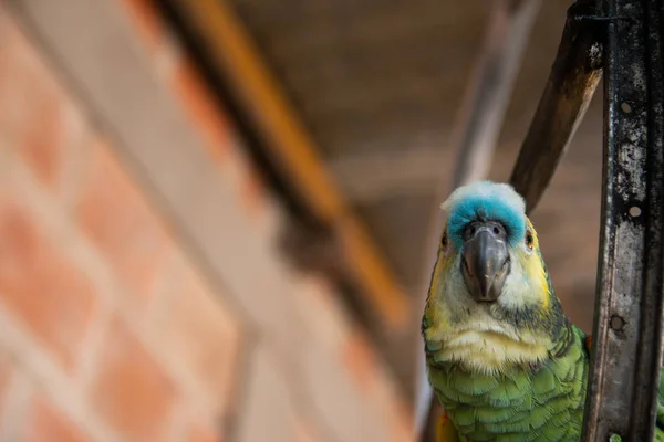 Selettivo Simpatico Pappagallo Verde — Foto Stock