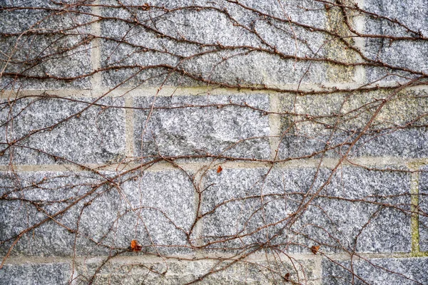 Closeup Shot Thin Tree Branches Covering Brick Wall — Stock Photo, Image