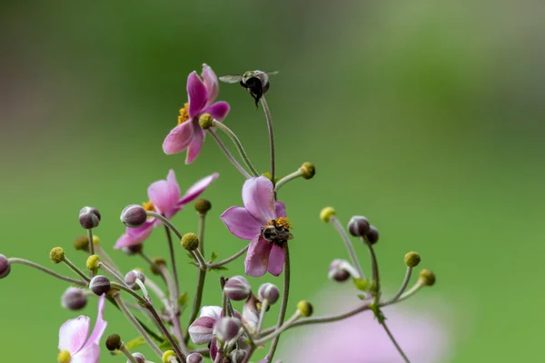 Een Close Van Kleine Roze Veld Bloemen Een Groene Achtergrond — Stockfoto