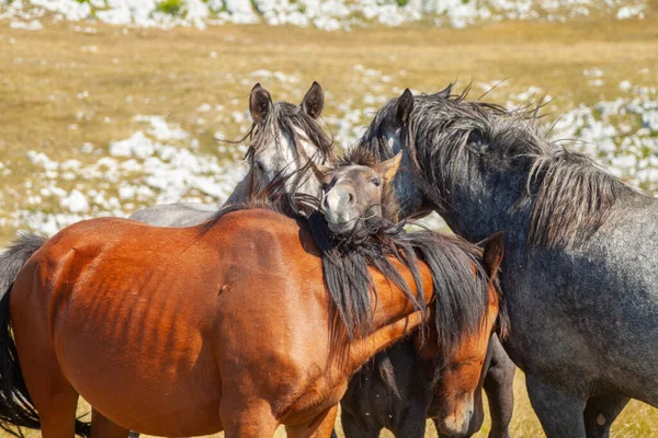 Una Manada Caballos Pastando Pasto — Foto de Stock